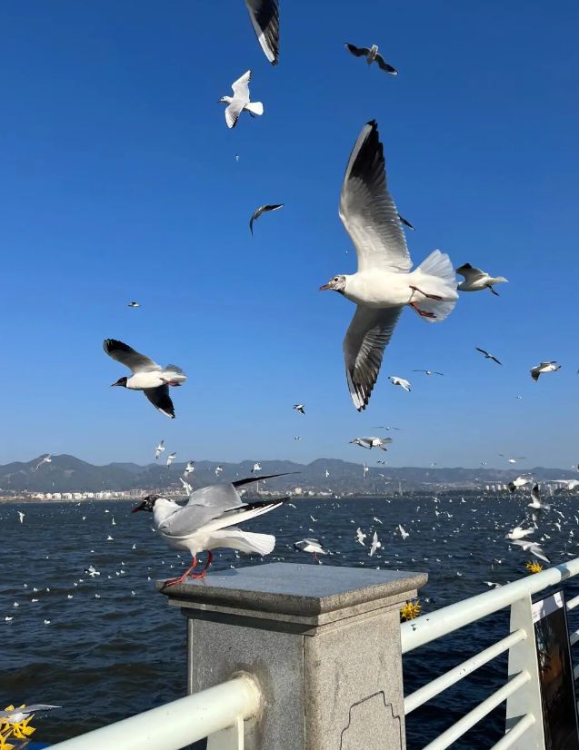 云南昆明旅游攻略昆明旅游四日游攻略4天多少钱？(图5)