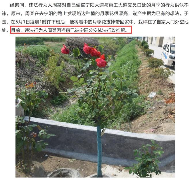 1棵都不行!2024年云南青年租车上山采“倒钩刺”被当场堵获(图6)