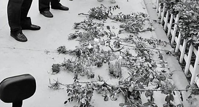 1棵都不行!2024年云南青年租车上山采“倒钩刺”被当场堵获(图9)