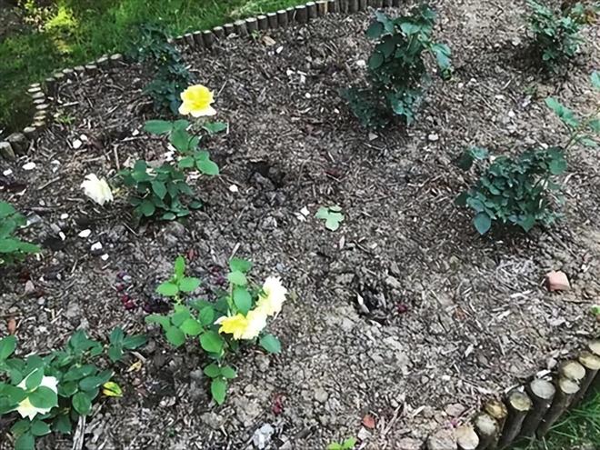 1棵都不行!2024年云南青年租车上山采“倒钩刺”被当场堵获(图10)