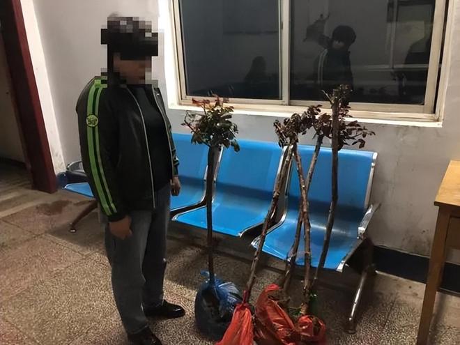 1棵都不行!2024年云南青年租车上山采“倒钩刺”被当场堵获(图12)