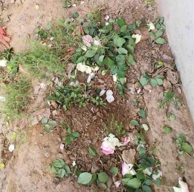 1棵都不行!2024年云南青年租车上山采“倒钩刺”被当场堵获(图11)