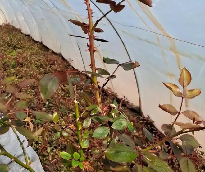 1棵都不行!2024年云南青年租车上山采“倒钩刺”被当场堵获(图15)