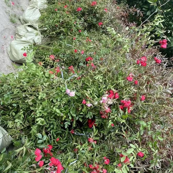 1棵都不行!2024年云南青年租车上山采“倒钩刺”被当场堵获(图16)