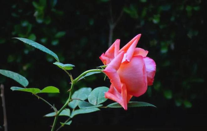 1棵都不行!2024年云南青年租车上山采“倒钩刺”被当场堵获(图19)